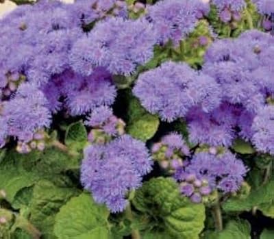 400 graines d'ageratum blue mink, cultivez vos propres fleurs