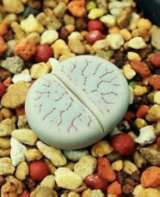 Graines rares de lithops gracilidelineata de mouyou living stones de 50 graines