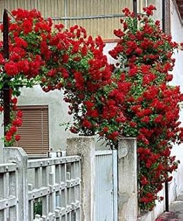 15 morceaux de graines de fleurs grimpantes rouges