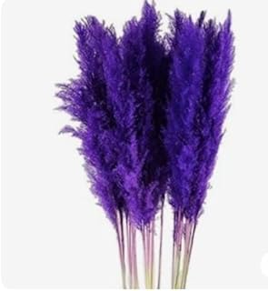 Herbe de pampa violette royal safaire 24" branches d'herbe séchées pour vase
