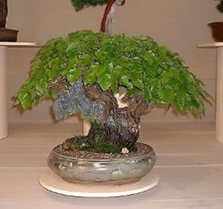 Gelso bianco \"morus alba\" 150 semi