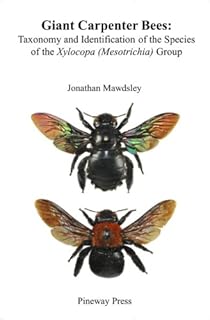 Abeilles charpentières géantes : taxonomie et identification des espèces du groupe xylocopa (mesotrichia)
