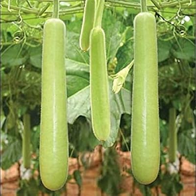 Graines de graines de courge en bouteille avec 100 g de tourbe agro