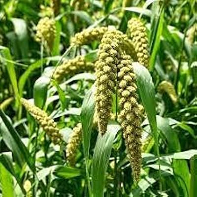 Graines de millet renard