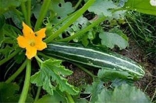 50 graines de courgette striato d'italia italienne, semer de mars à juin, savoureuse