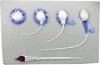 Modèle d'anatomie humaine - système reproducteur masculin - modèle d'anatomie ressources d'apprentissage