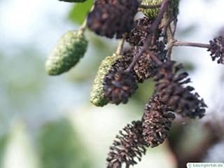 100pcs graines de plantes de trèfle à quatre feuilles