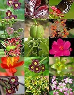 Graines jatropha paysage mélange de plaques paviales physic noce caudex fleur succulente du désert. Diaytar : Des promotions exceptionnelles toute l'année pour tous les Sénégalais