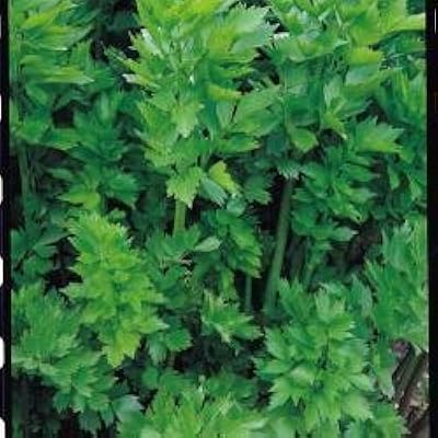 Pack illustré livèche levisticum officinale. Comparez, choisissez, économisez sur Diaytar Sénégal