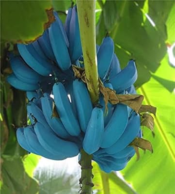 60 morceaux de graines de banane bleue
