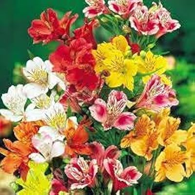 Graines graines de fleurs d'alstroemeria