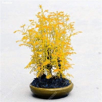 Nouveau 100 pcs graines de séquoia mini dawn pour le jardinage jaune