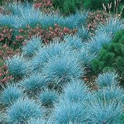 20 graines de plantes d'azalée