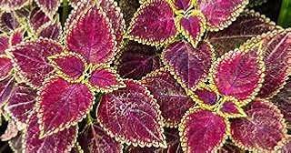 10 graines de coleus