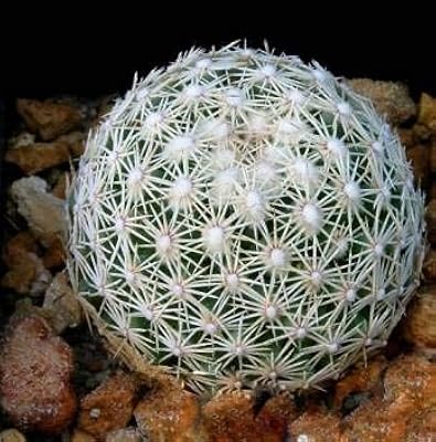 50pcs graines de plantes de sauge