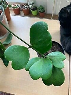 Graines 20 graines de plantes hoya kerrii