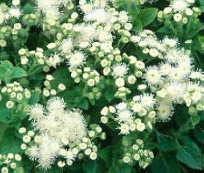 Ageratum white ageratum mexicanum - 500 graines en vrac (pkd). La plateforme e-commerce qui démocratise la consommation : Diaytar