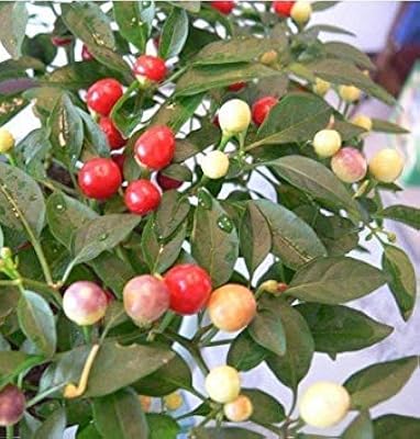 200 pcs/sacchetto di pepe semi di peperoncino rosso di verdure frais rare carolina