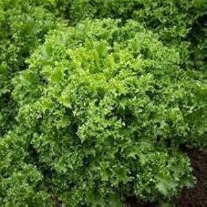 10 graines de plantes d'endives. Votre centre commercial virtuel au Sénégal : Diaytar