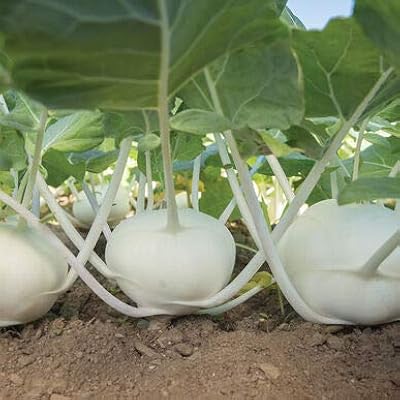 Haricots kohrabi 4637 (blancs) 50 graines hybrides sans ogm