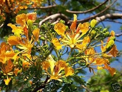 Delonix regia yellow (pkd) flamboyan royal poinciana 50 graines