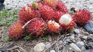 Graines de fruits de ramboutan 5 graines