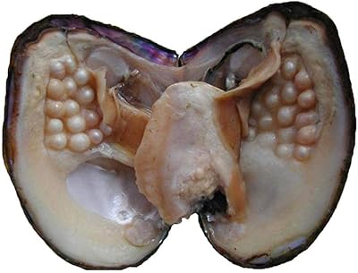 Newig big oyster pearl perles ovales de fête d'eau douce (5-7mm 28 pièces/ensemble)
