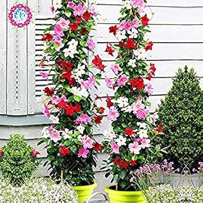 100pcs / sacchetto semi mandevilla sanderi dipladenia sanderi, fiore pianta per la casa