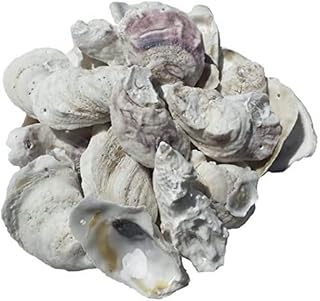 The shell connection | coquilles d'huîtres perforées | 3-4" | 24 pièces |