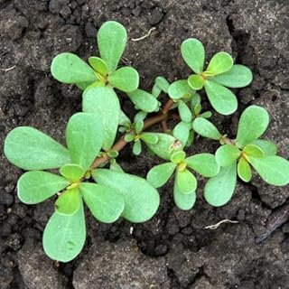 100 graines de graines de feuilles de salade de pourpier super vert, herbes