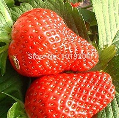 Promione semi di mora bio succosi and deliziosi semi di frutta di gelso