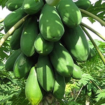 Graines de fruits d'agriculteur créatif primrose gardens carica papaya "red royal "