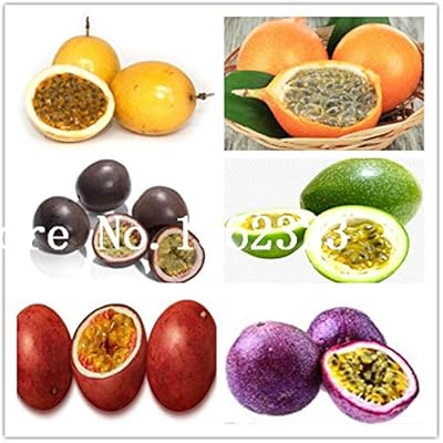 Graines graines de fruits de la passion fraîches à planter, 50 pièces, multicolores