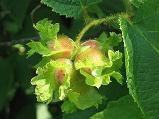 5 noisettes américaines alias filbert corylus americana fruits à noix graines. Diaytar Sénégal : Innovation, diversité et accessibilité