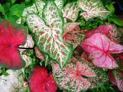 100pcs graines de fleurs de caladium vivaces fraîches pour cultiver de la mousse