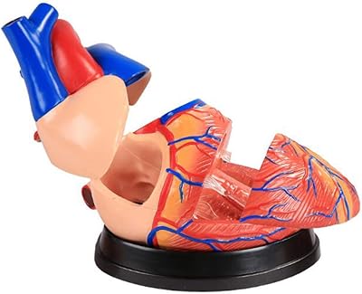 Outils pédagogiques4x modèles de cœur humain, étude de modèles 3d sur les outils
