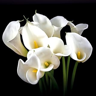 3 pièces bulbes de lys calla parfum rare attire les abeilles