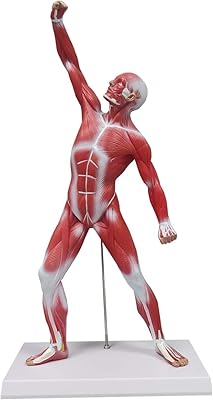 Modèle musculaire humain ultrasist, 20 cm, modèle parfait de la structure de surface