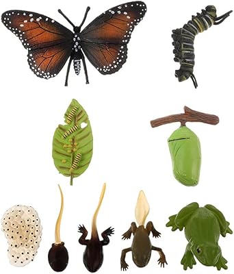 Modèles de cycle de vie nobesti d'insectes, papillons et grenouilles, modèle de croissance