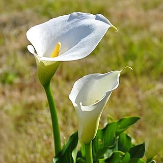 3pcs bulbes de lys calla fleurs coupées jardinières utilisées comme bouquets