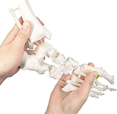 2023 nouveau modèle médical anatomique de main avec muscles, ligaments, nerfs et vaisseaux