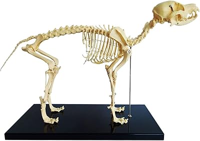 Modèle de squelette de chien, modèle de spécimen de squelette de chien, modèle