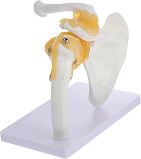 Safigle 1pc modèle d'épaule mannequin modèle d'os en pvc modèle d'articulation d'épaule modèle