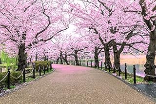 60 morceaux de graines d'arbre sakura