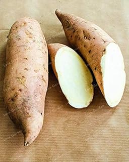 Graines de légumes de patates douces fraîches à planter, 20 pièces, blanches