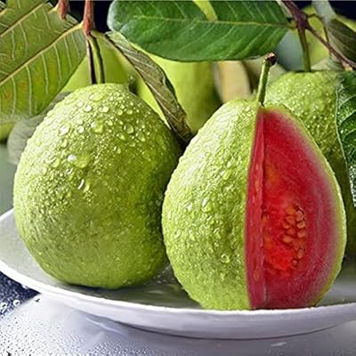 25 morceaux de graines de fruits de goyave rouge