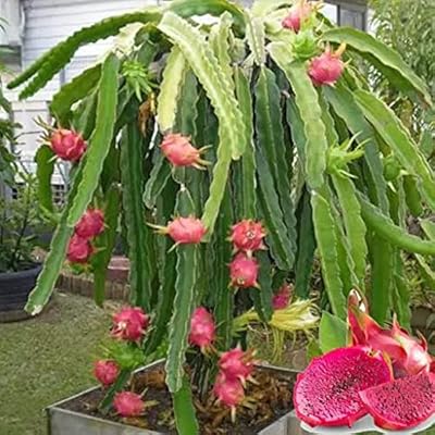 90 morceaux de graines de fruit du dragon