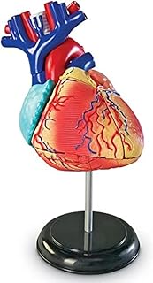 Ressources d'apprentissage modèle de cœur humain modèle fonctionnel anatomie pour enfants du corps