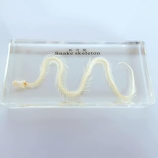 Véritable spécimen d'animal squelette de serpent, bloc acrylique transparent, presse-papiers, spécimen d'artisanat créatif en résine pour l'éducation scientifique. La marketplace qui fait du bien à votre budget : Diaytar