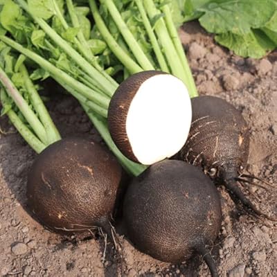 Légumes radis rond noir espagnol 400 graines de haute qualité